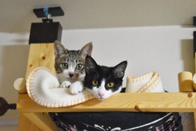 子猫の時から寄り添って生きてきた 子猫の時から寄り添って生きてきた