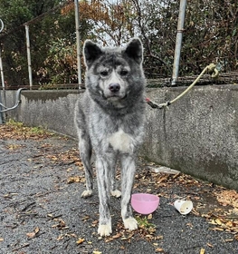 名月さんが発見したときのとら丸くん。短いリードがフェンスに繋がれています(画像提供:名月さん) 名月さんが発見したときのとら丸くん。短いリードがフェンスに繋がれています(画像提供:名月さん)