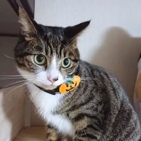 ハロウインだから首輪に飾りをつけてもらったにゃ ハロウインだから首輪に飾りをつけてもらったにゃ