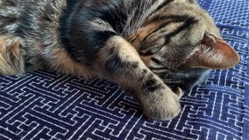 そのタヌキ寝入り…バレてますよ!(画像提供:うりナナさん) そのタヌキ寝入り…バレてますよ!(画像提供:うりナナさん)