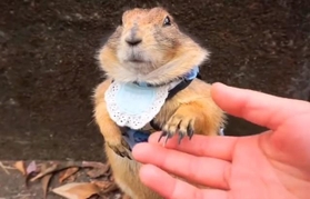 「お手」をするプレーリードッグが話題に(Yukiyngさん提供、Twitterよりキャプチャ撮影) 「お手」をするプレーリードッグが話題に(Yukiyngさん提供、Twitterよりキャプチャ撮影)