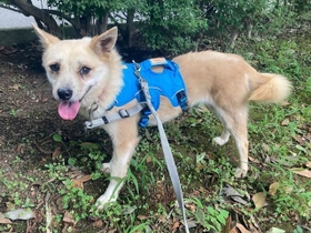 元野犬の保護犬・ヤオモモちゃん 元野犬の保護犬・ヤオモモちゃん