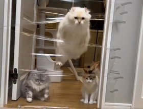 ぽてこゆこめ+うなさん(@potechi_nikki)のTwitterより ぽてこゆこめ+うなさん(@potechi_nikki)のTwitterより