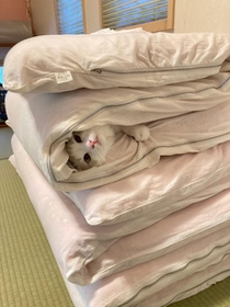 布団の間から生えてる子猫がTwitter上で話題に(提供写真) 布団の間から生えてる子猫がTwitter上で話題に(提供写真)