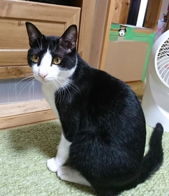 きれいなハチワレにゃ きれいなハチワレにゃ