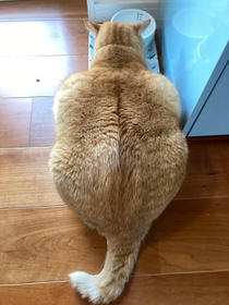 ムキムキとしたマッチョな背中の茶トラ猫がTwitter上で話題になった(提供写真) ムキムキとしたマッチョな背中の茶トラ猫がTwitter上で話題になった(提供写真)