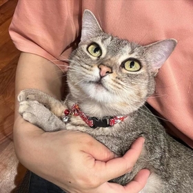 上目遣いがあざと可愛いベルちゃん 上目遣いがあざと可愛いベルちゃん