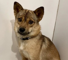 コナちゃんは、元野犬特有の引っ込み思案な性格 コナちゃんは、元野犬特有の引っ込み思案な性格