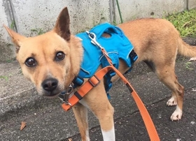 テーブルちゃんのガン見はお散歩中も! テーブルちゃんのガン見はお散歩中も!