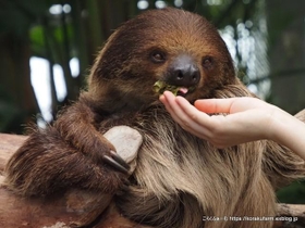 飼育スタッフから手渡しでエサをもらう様子も観察できます 飼育スタッフから手渡しでエサをもらう様子も観察できます