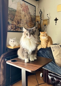 アーティスト写真みたいな構図で朝ご飯を催促する3にゃんが話題に(ネコランドさん提供) アーティスト写真みたいな構図で朝ご飯を催促する3にゃんが話題に(ネコランドさん提供)