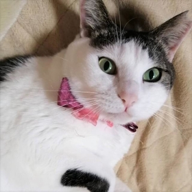 公園での生活を約3年送った桃ちゃん。パンが大好物で、お家の子になった今も食卓にのぼるとルンルンに。「あげないよ」というと、「じゃあ、ちゅーるで手を打つよ」って態度を取るんです。かわいい 公園での生活を約3年送った桃ちゃん。パンが大好物で、お家の子になった今も食卓にのぼるとルンルンに。「あげないよ」というと、「じゃあ、ちゅーるで手を打つよ」って態度を取るんです。かわいい