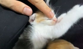 眉間をなでると即寝する子猫が話題に(ねこかますさん提供、Twitterよりキャプチャ撮影) 眉間をなでると即寝する子猫が話題に(ねこかますさん提供、Twitterよりキャプチャ撮影)