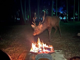 全く火を怖がらず、まるで暖を取るような鹿。=鉄男@NIKEN&SEROWさん(@ii_iron)提供 全く火を怖がらず、まるで暖を取るような鹿。=鉄男@NIKEN&SEROWさん(@ii_iron)提供