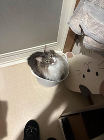 初めに洗濯カゴに入り込んでいたレイくん(ネコランドさん提供) 初めに洗濯カゴに入り込んでいたレイくん(ネコランドさん提供)