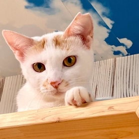 多摩市で保護されたしじみちゃん。おしゃまな女の子です 多摩市で保護されたしじみちゃん。おしゃまな女の子です