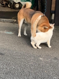 猫吸いしてる?(提供写真) 猫吸いしてる?(提供写真)