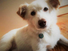 左の前後脚に治療した痕跡があった元保護犬のミランちゃん 左の前後脚に治療した痕跡があった元保護犬のミランちゃん