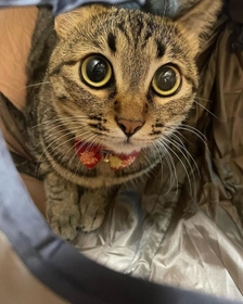 キュルン顔の花子ちゃん キュルン顔の花子ちゃん