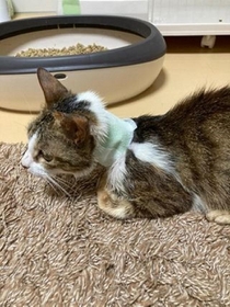首に大けがをしていた猫。保護当時は体重も2キロしかなく、命に関わるほどの状態だったという(提供写真) 首に大けがをしていた猫。保護当時は体重も2キロしかなく、命に関わるほどの状態だったという(提供写真)
