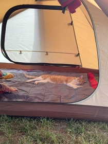 ふかふかマットの上でスヤ~(amoさん提供) ふかふかマットの上でスヤ~(amoさん提供)