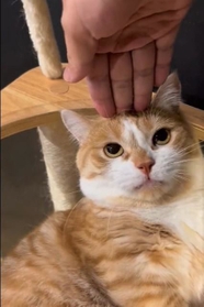 頭上に指先を乗せられ激オコの猫の動画が話題に(虎太郎さん提供、Twitterよりキャプチャ撮影) 頭上に指先を乗せられ激オコの猫の動画が話題に(虎太郎さん提供、Twitterよりキャプチャ撮影)