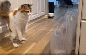 ギャー=ぽてこゆこめ+うなさん(@potechi_nikki)提供 ギャー=ぽてこゆこめ+うなさん(@potechi_nikki)提供