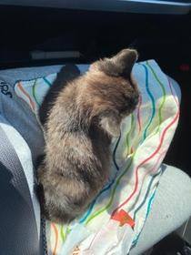 車のボンネットの中から救出された子猫(ねこのてさん提供) 車のボンネットの中から救出された子猫(ねこのてさん提供)