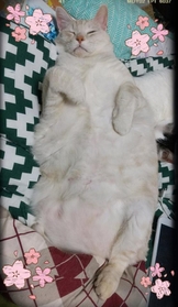 マッチョ猫と呼ばれて=りゅたさん(@ryuta_love)提供 マッチョ猫と呼ばれて=りゅたさん(@ryuta_love)提供