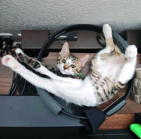 下半身不自由でも、元気いっぱい!(凜太郎猫日記さん提供、Twitterよりキャプチャ撮影) 下半身不自由でも、元気いっぱい!(凜太郎猫日記さん提供、Twitterよりキャプチャ撮影)