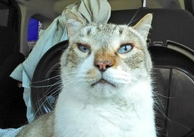 ムカデにかまれ顔がパンパンに腫れたおじいちゃん猫。災難はそれだけはなかった・・・(提供写真) ムカデにかまれ顔がパンパンに腫れたおじいちゃん猫。災難はそれだけはなかった・・・(提供写真)