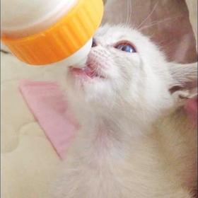 ミルクを飲んでいた頃のルカちゃん=ルカクラさんさん(@sangoruka_cats)提供 ミルクを飲んでいた頃のルカちゃん=ルカクラさんさん(@sangoruka_cats)提供