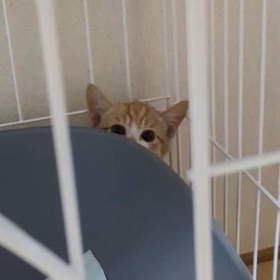 「気になる~」と、ひょっこりはん=グミちゃんFamilyさん(@Family37905169)提供 「気になる~」と、ひょっこりはん=グミちゃんFamilyさん(@Family37905169)提供