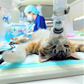 手術車両の中で去勢・避妊手術が行われます。猫たちの負担にならないよう細心の注意を払いながら 手術車両の中で去勢・避妊手術が行われます。猫たちの負担にならないよう細心の注意を払いながら