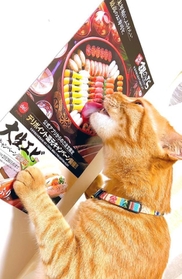 豪快!ポスターのお寿司をなめる茶トラ猫が話題に(提供写真) 豪快!ポスターのお寿司をなめる茶トラ猫が話題に(提供写真)