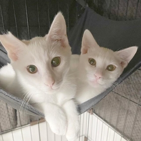 お家に来た頃の2匹。左がミュウちゃん、右がハクちゃん。 お家に来た頃の2匹。左がミュウちゃん、右がハクちゃん。