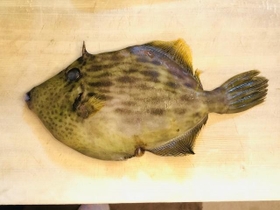 秋から冬にかけて旬を迎えるカワハギ 秋から冬にかけて旬を迎えるカワハギ