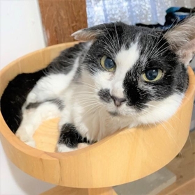 白黒ブチ柄が可愛いはなちょちゃん。右耳がパタンと倒れているのが特徴です 白黒ブチ柄が可愛いはなちょちゃん。右耳がパタンと倒れているのが特徴です