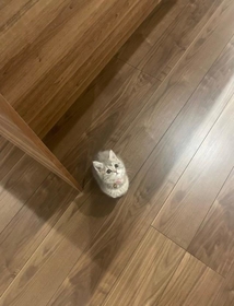 尊い…!!(画像提供:おんぷちゃんさん) 尊い…!!(画像提供:おんぷちゃんさん)