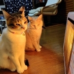 あったかいにゃ=nyaokoさん(@naokowatanabe5)提供