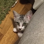 始めてお家に来た日。警戒中。