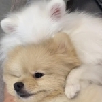 犬が、犬を、吸っています…!(画像提供:ころすけ&ぺこ ポメラニアン兄妹さん)