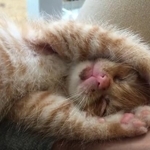 ねこかますさん(@nekokamasu)のTwitterより