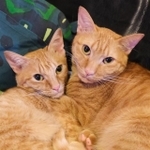 マージちゃん(左)とグースくん(右)。マージちゃんは珍しいチャトラの女の子です