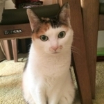 おすましミクちゃん。スマホを構えると目線をくれる子なんです。(2017年撮影)