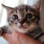 チョッパくんは野良猫の母親に育てられていないので、人を警戒しない=なつうりさん(@MAKIIKEDA3)提供