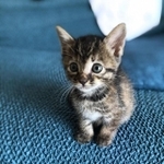 人がいると、「構って~」とついてくる子だった