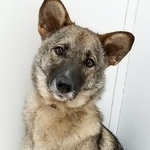 マイペースで穏やかな保護犬・ミネアちゃん