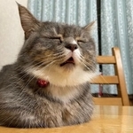 気持ち良すぎておじいちゃんみたいになっちゃった=ラム極短マンチカンさん(@ram20210716)提供