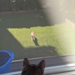 グミちゃんのところに近付いてきた!(グミちゃんFamilyさん提供)